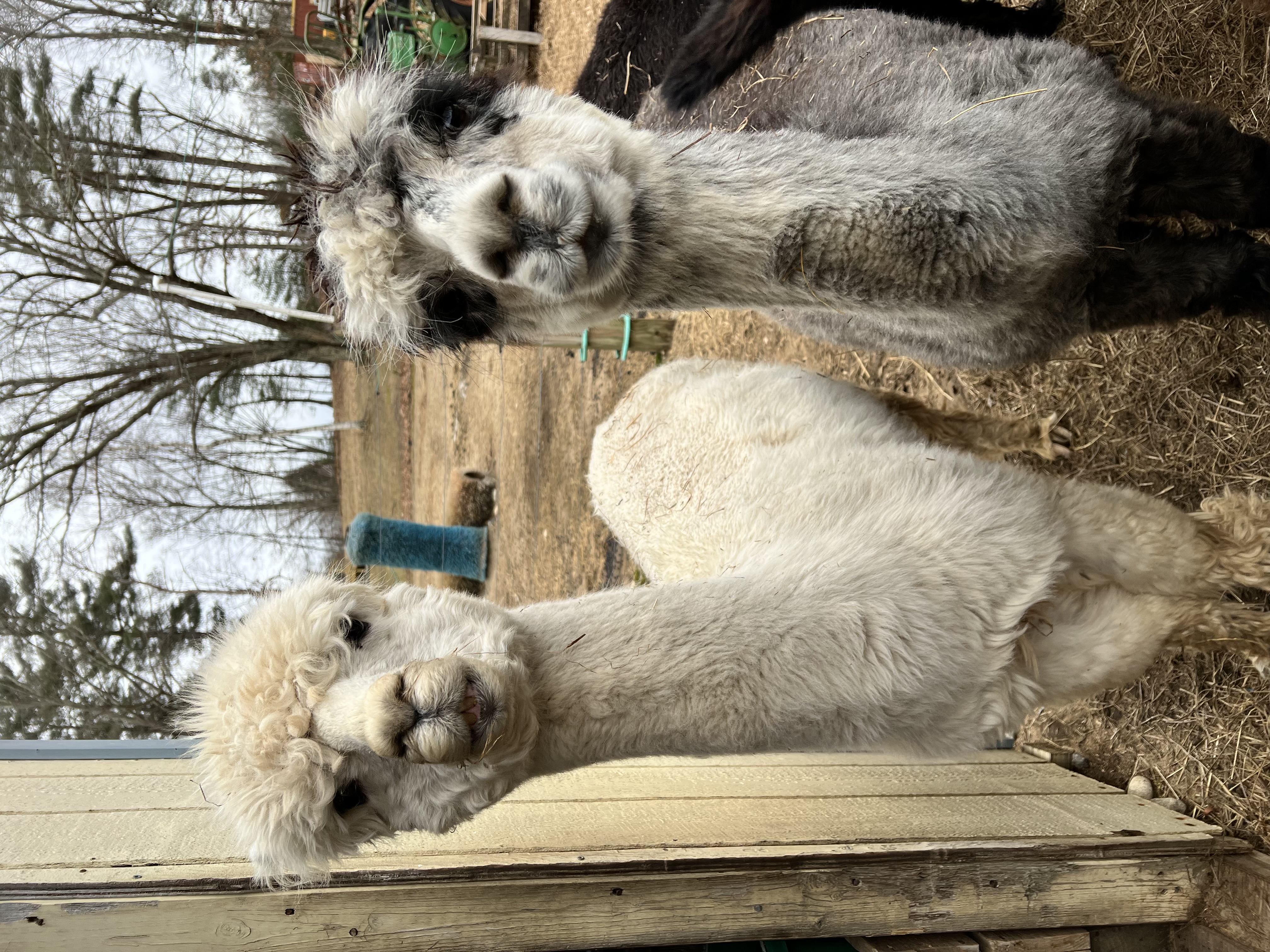 Two alpacas